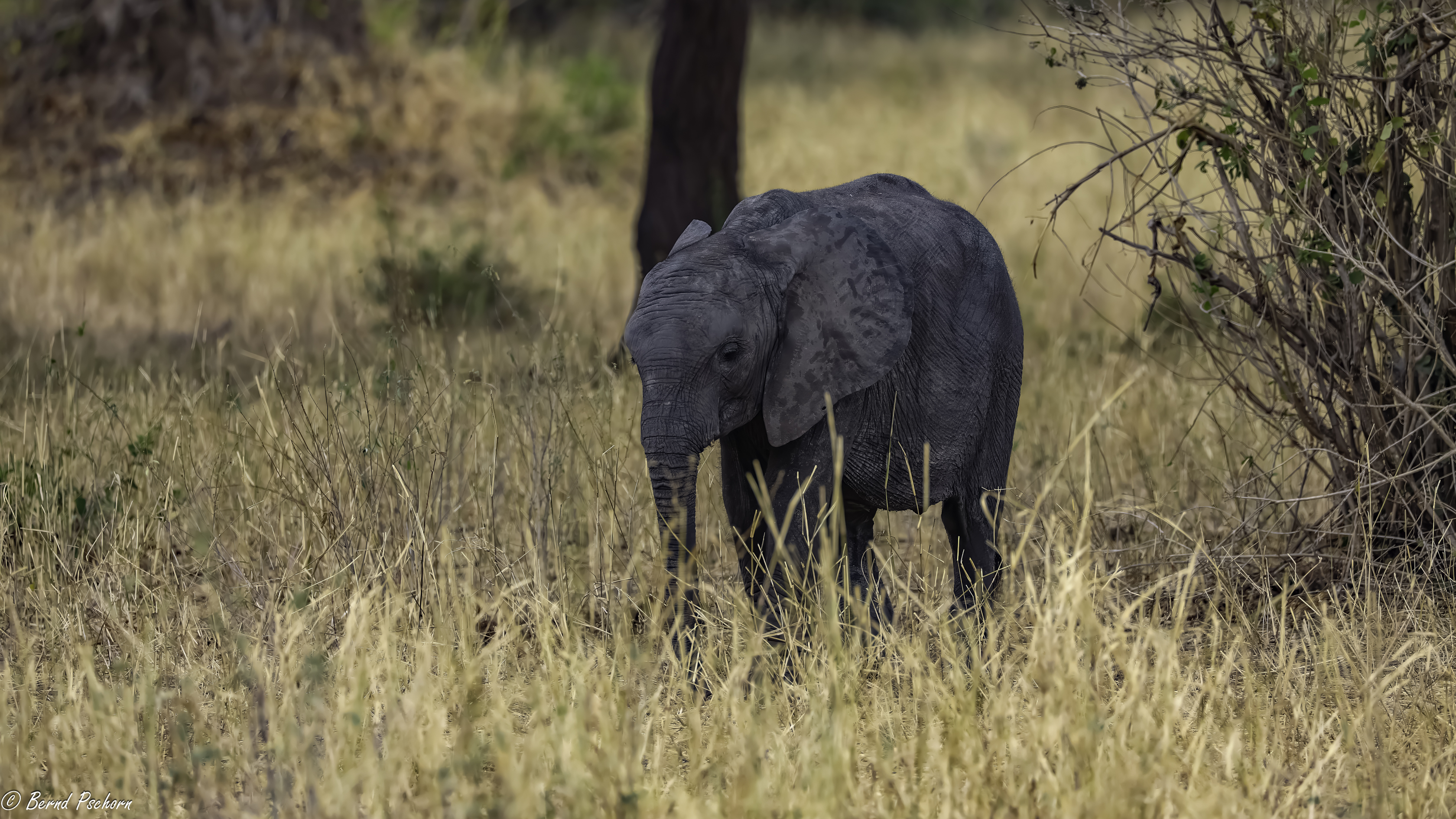 Tarangire