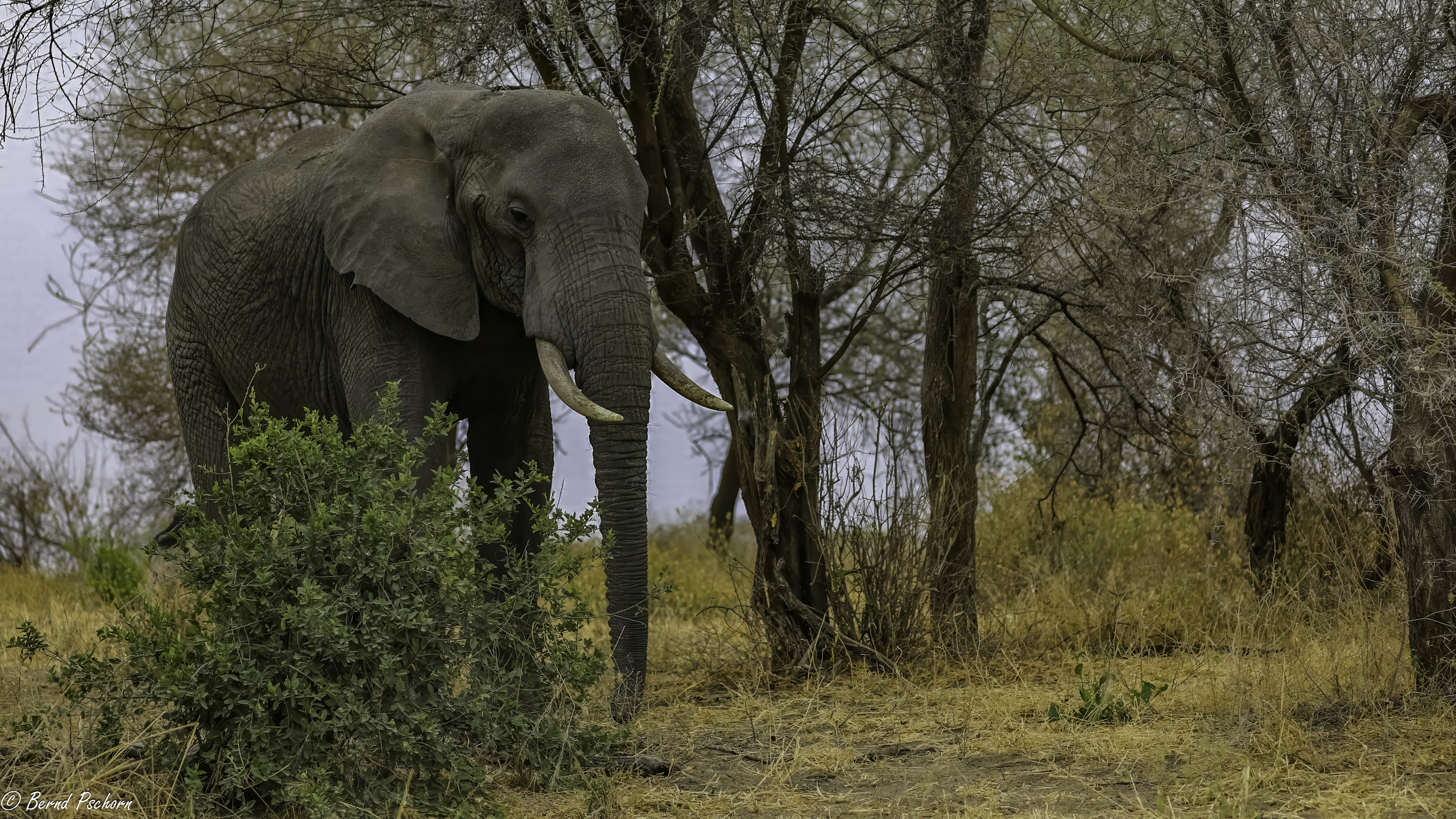 Tarangire
