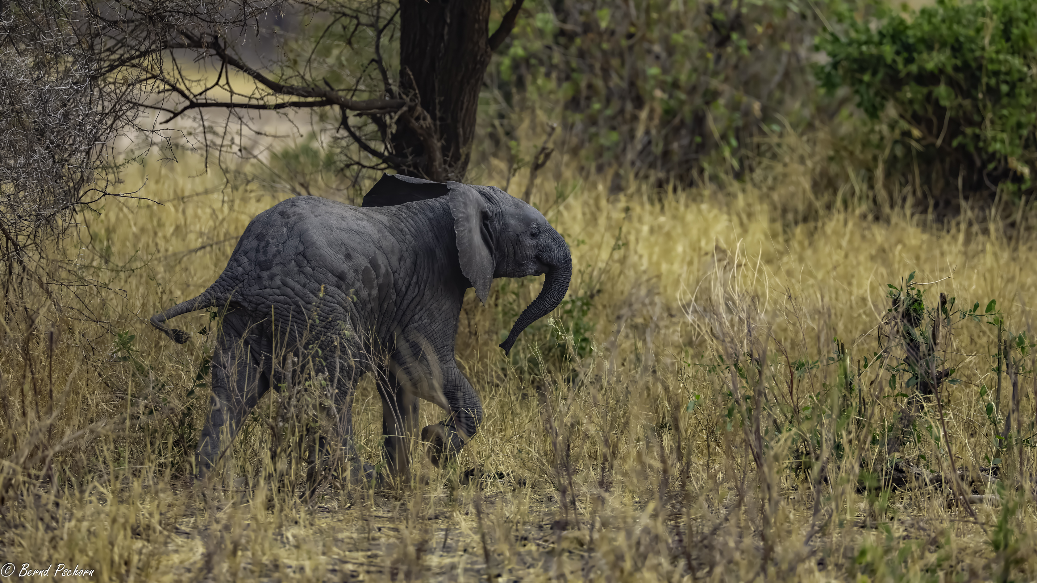 Tarangire