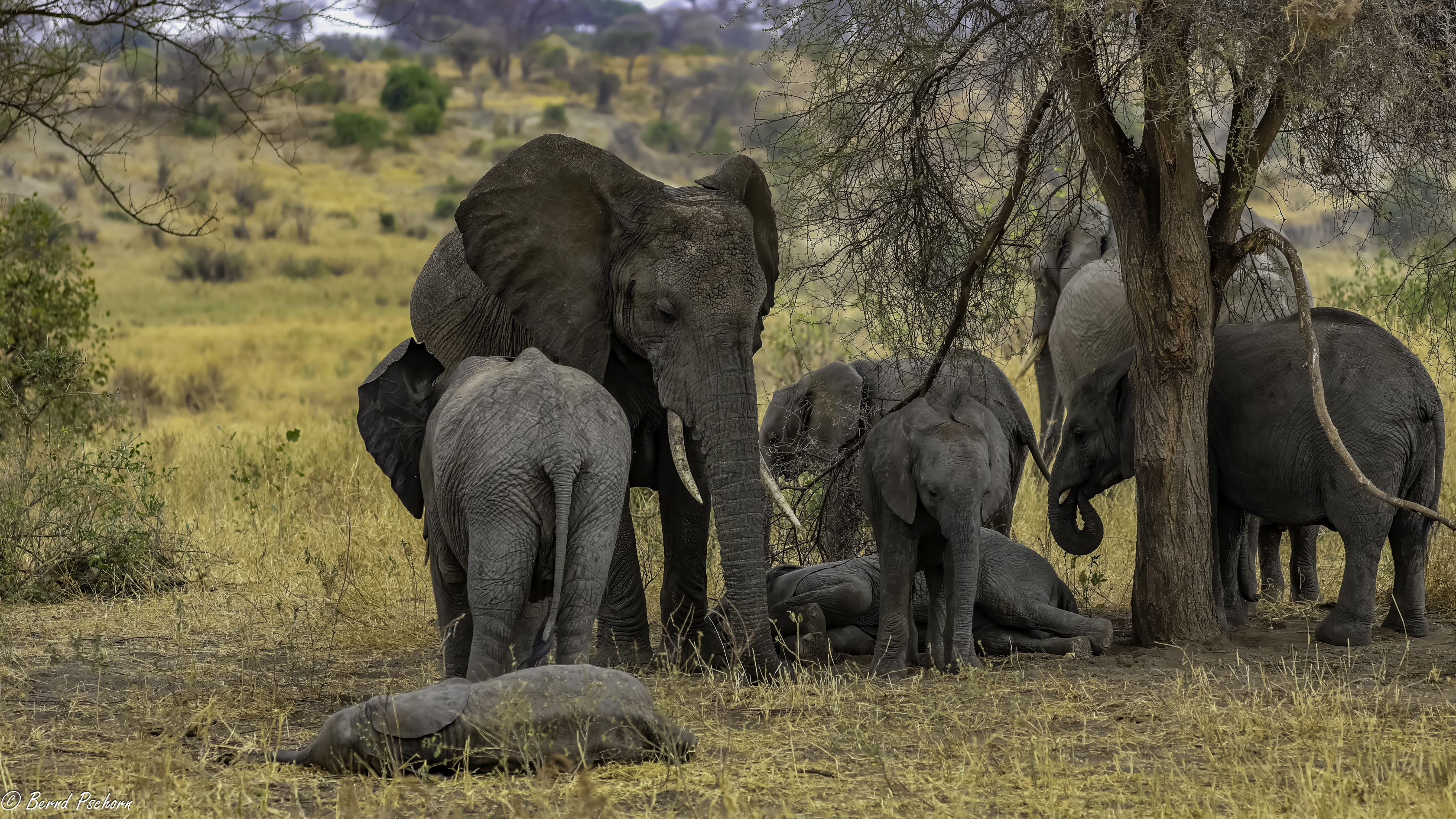 Tarangire