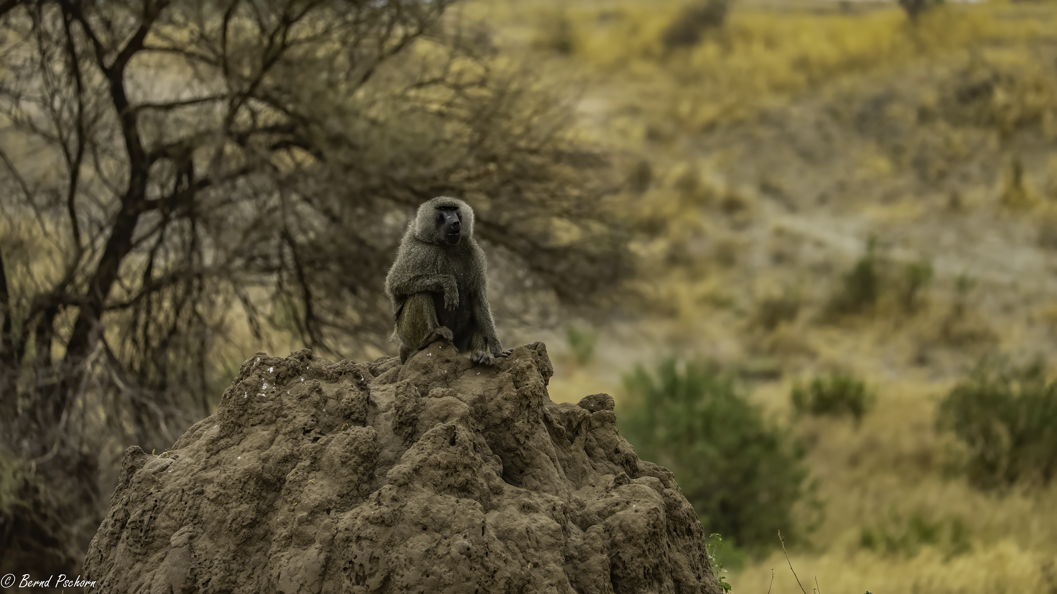 Tarangire