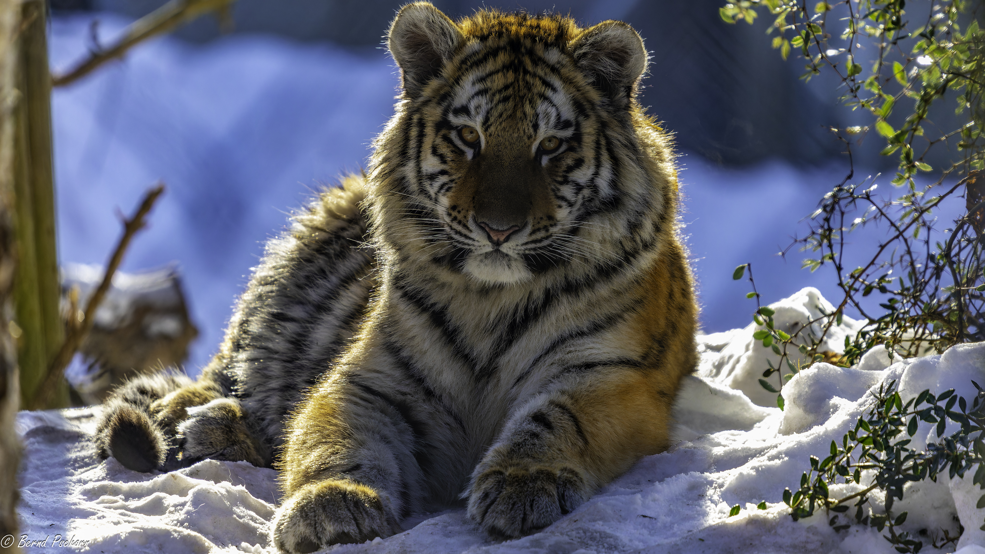 Walter Zoo