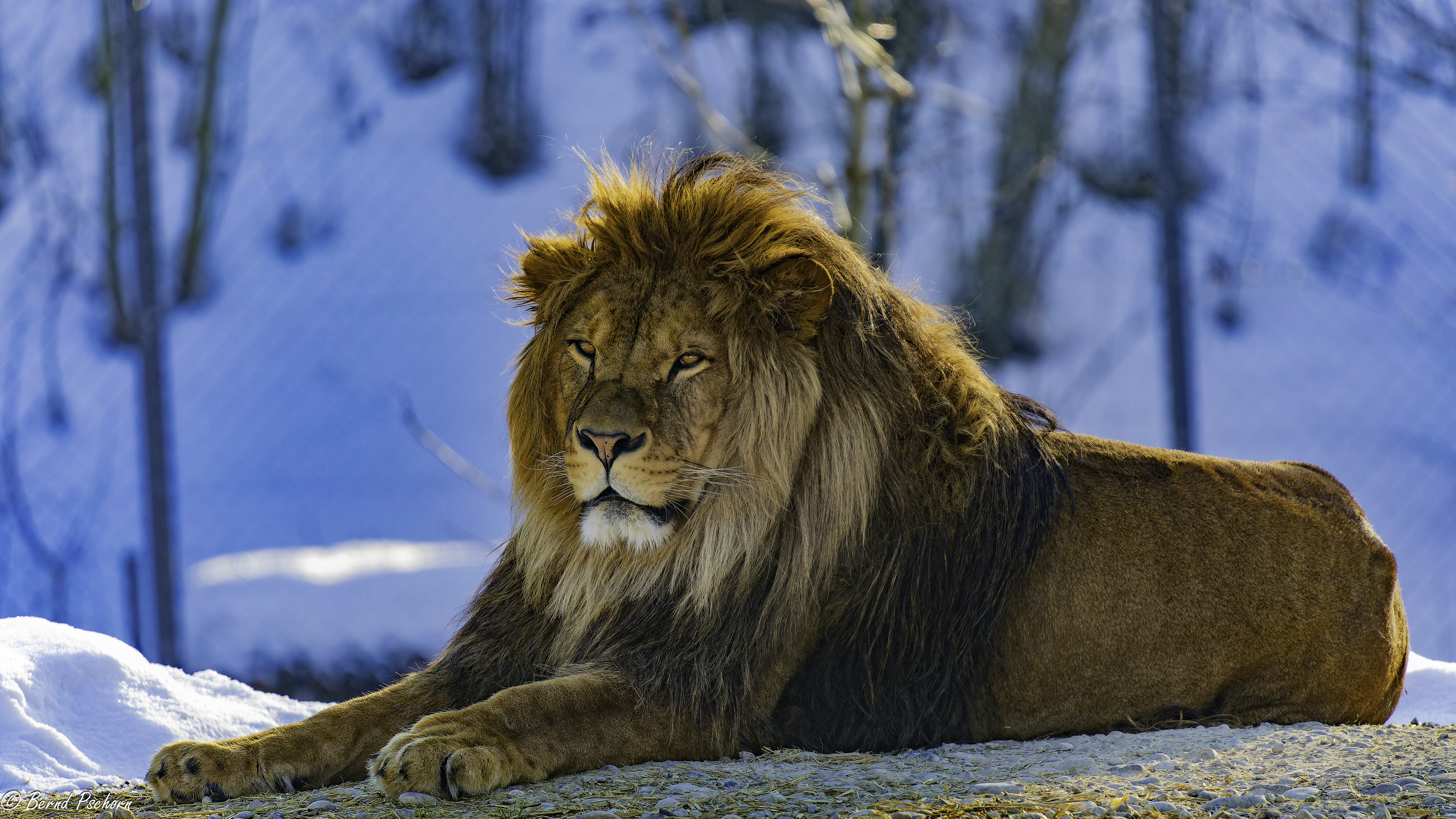 Walter Zoo