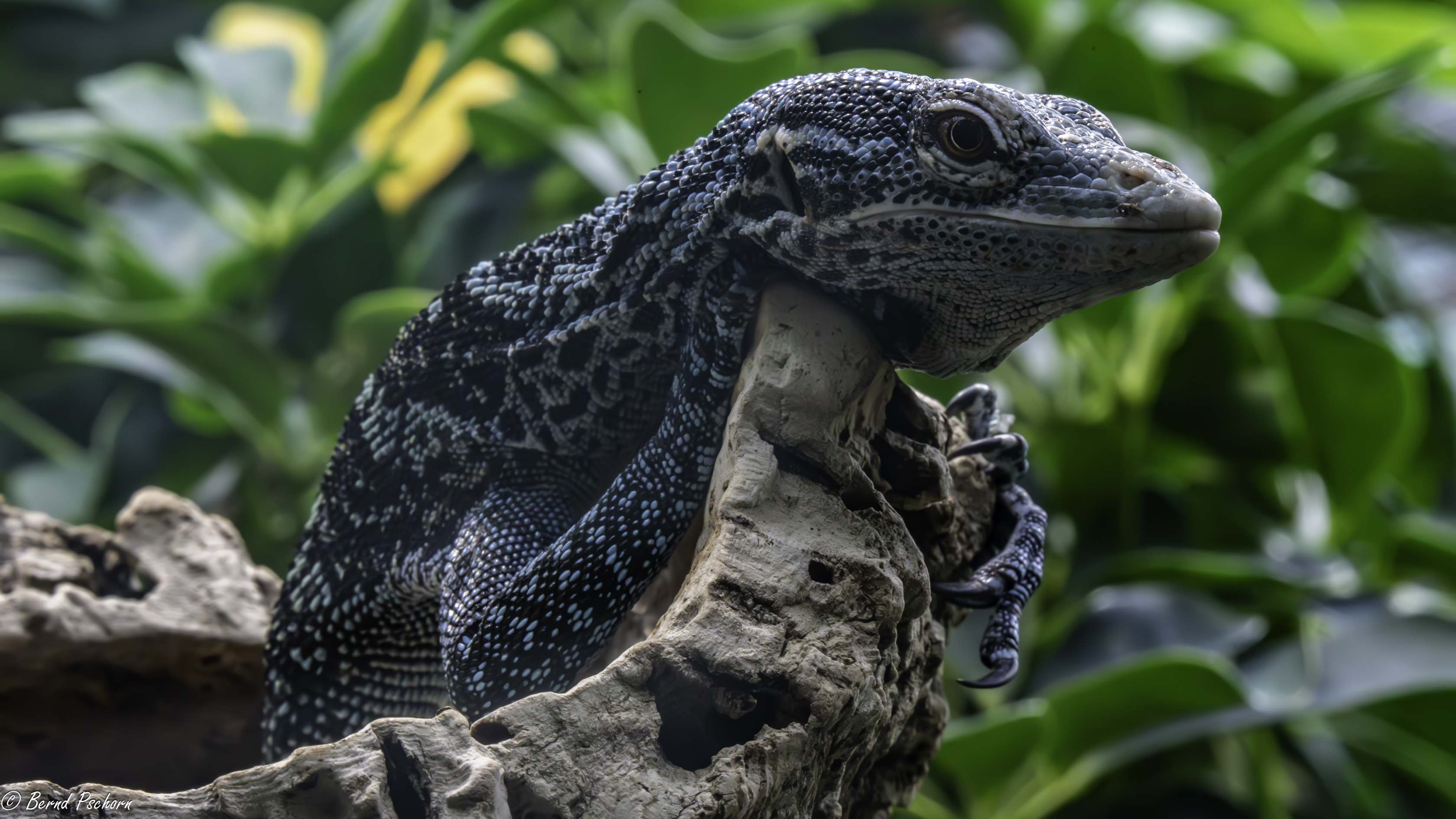 Zoo Zürich