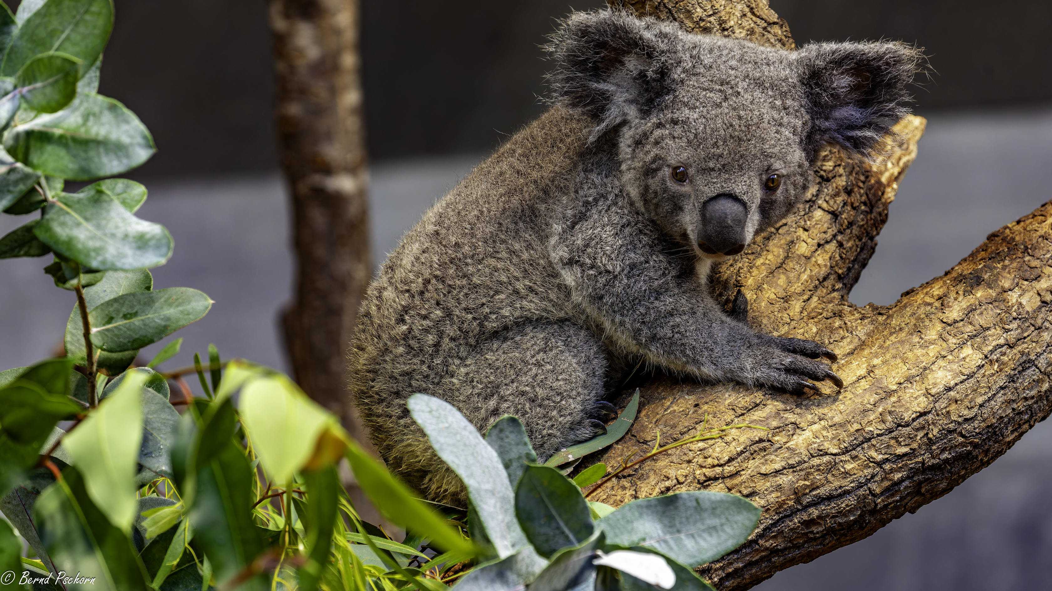 Zoo Zürich