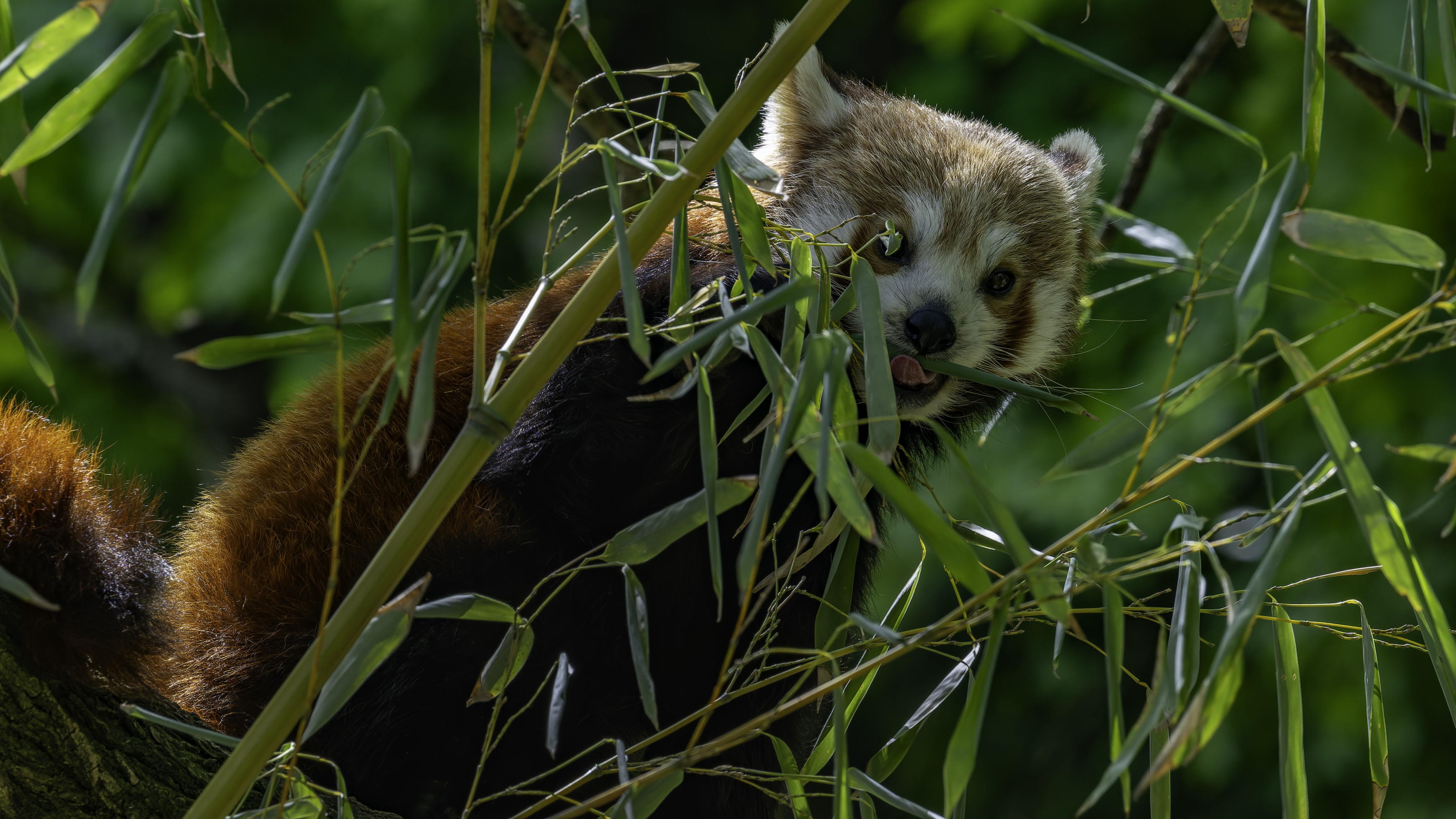 Zoo Zürich